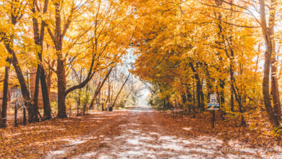 Rustic Autumn Road