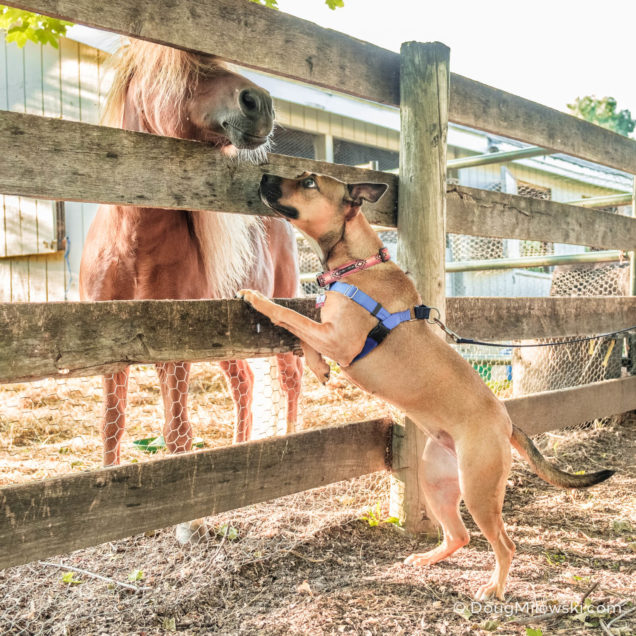 Horse Meets Dog