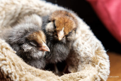 Chicks in Slipper