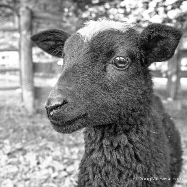 Louie the Lamb