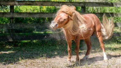 Horse Shake