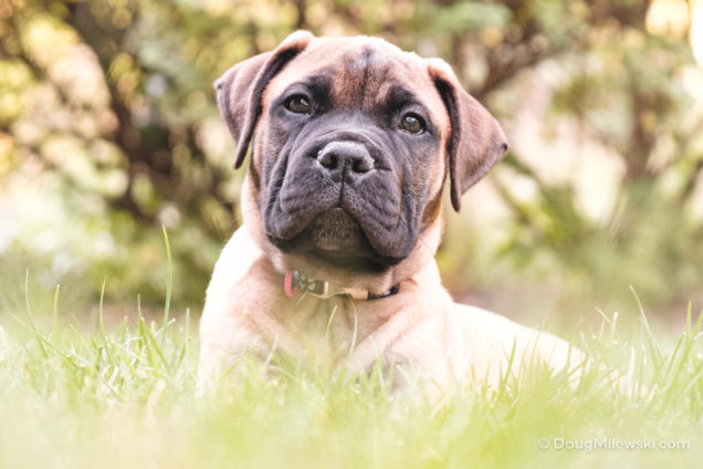 English Mastiff