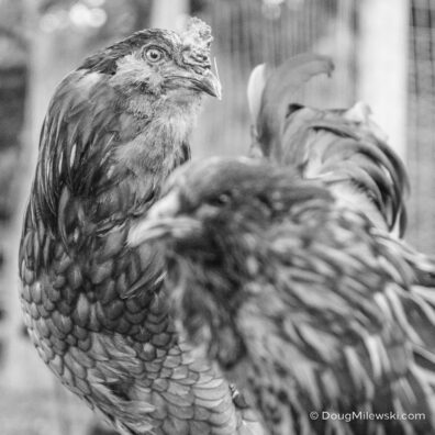 Rooster and Hen
