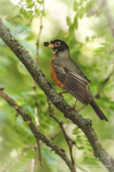 Robin with Berry
