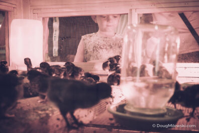 Chick Hatchlings