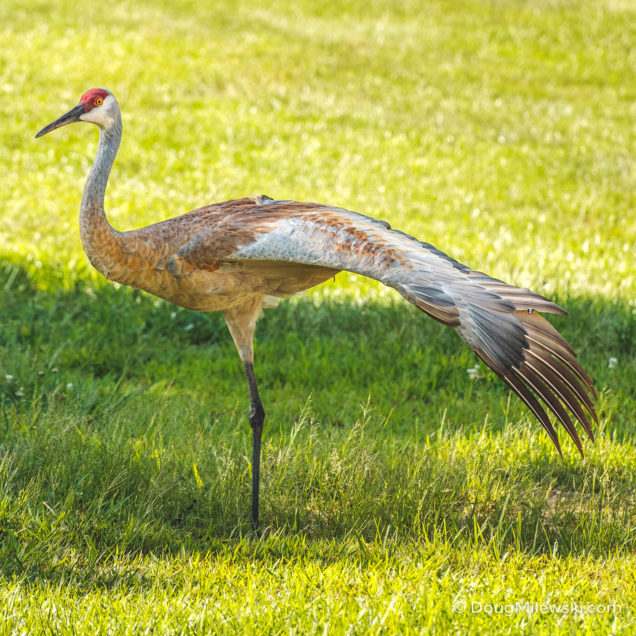 Sandhill Crane