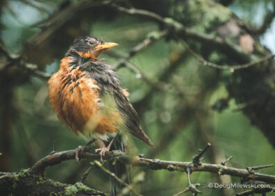 Robin in Rain