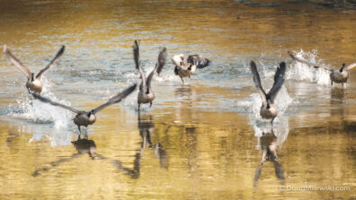 Canadian Geese Take Flight