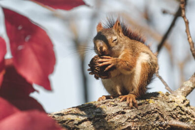Red Squirrel