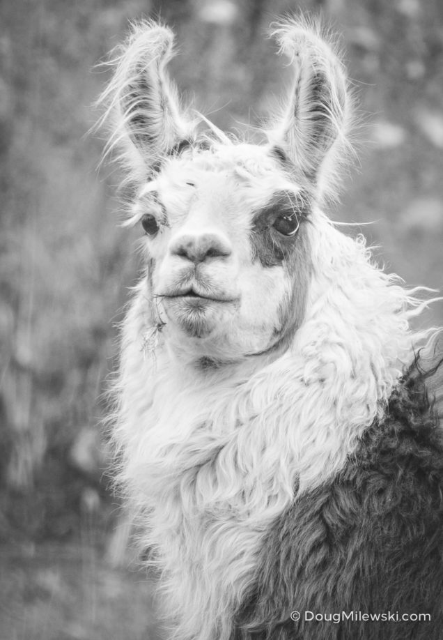 Alpaca