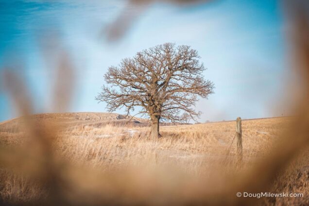Tree in Winter Field