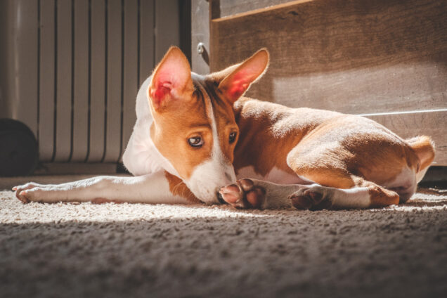 Basenji Puppy