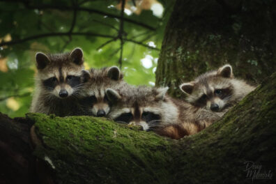 Raccoon Family