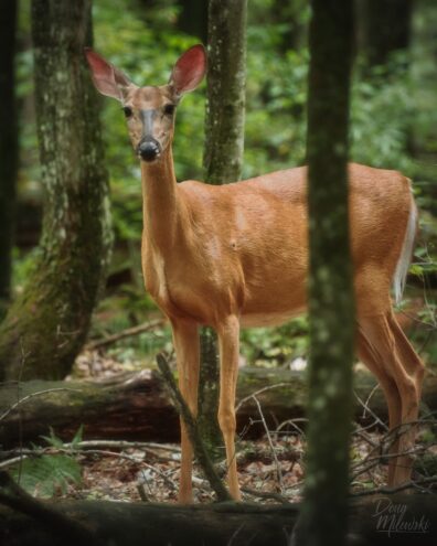White-Tailed Deer (Doe)