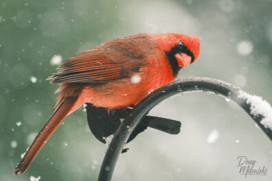 Northern Cardinal in Snow Storm
