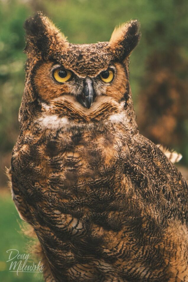Great Horned Owl