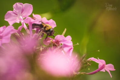 Bumblebee